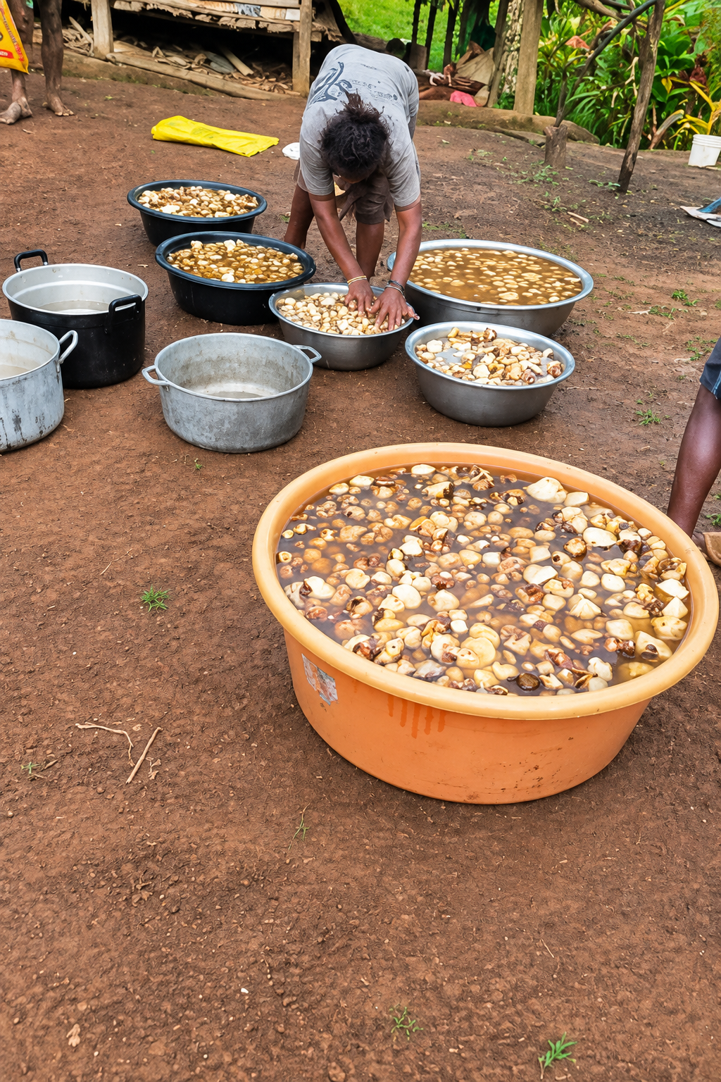 Kava supply chain featured image