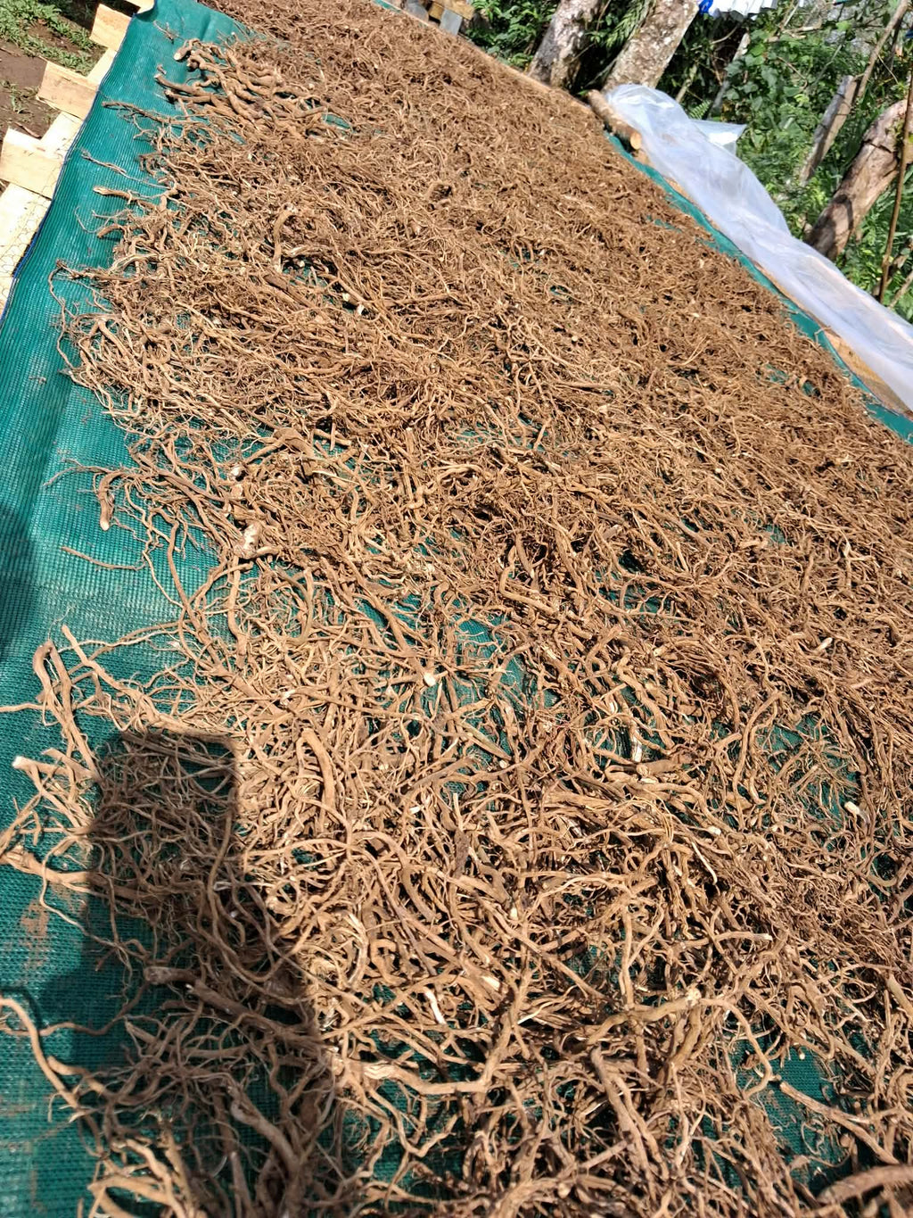Northern Islands Kava — Premium Wholesale Kava Roots
