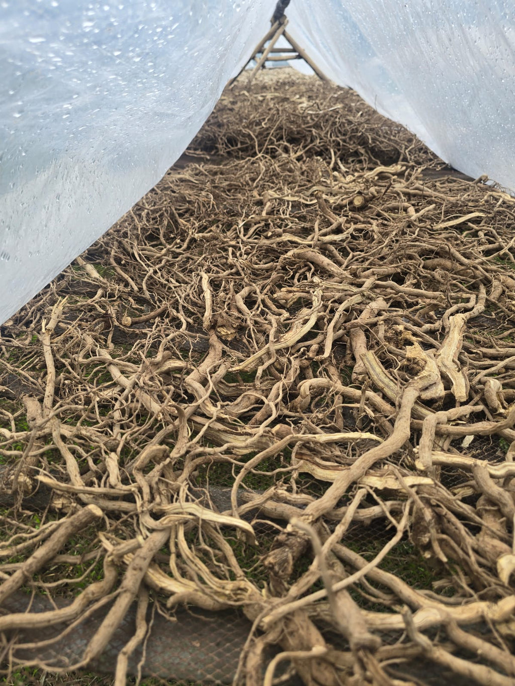 Northern Islands Kava — Premium Wholesale Kava Roots