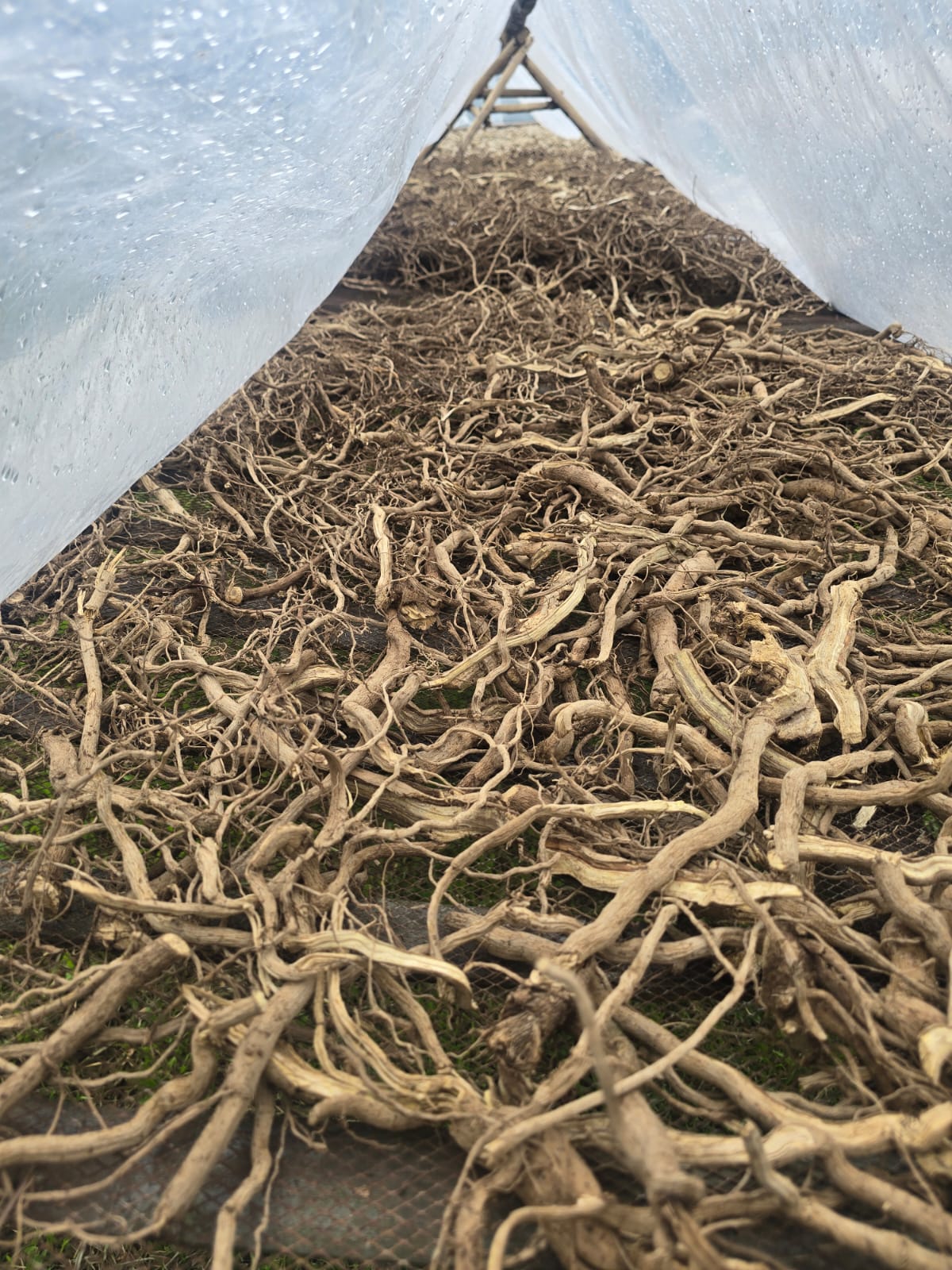 Northern Islands Kava — Premium Wholesale Kava Roots