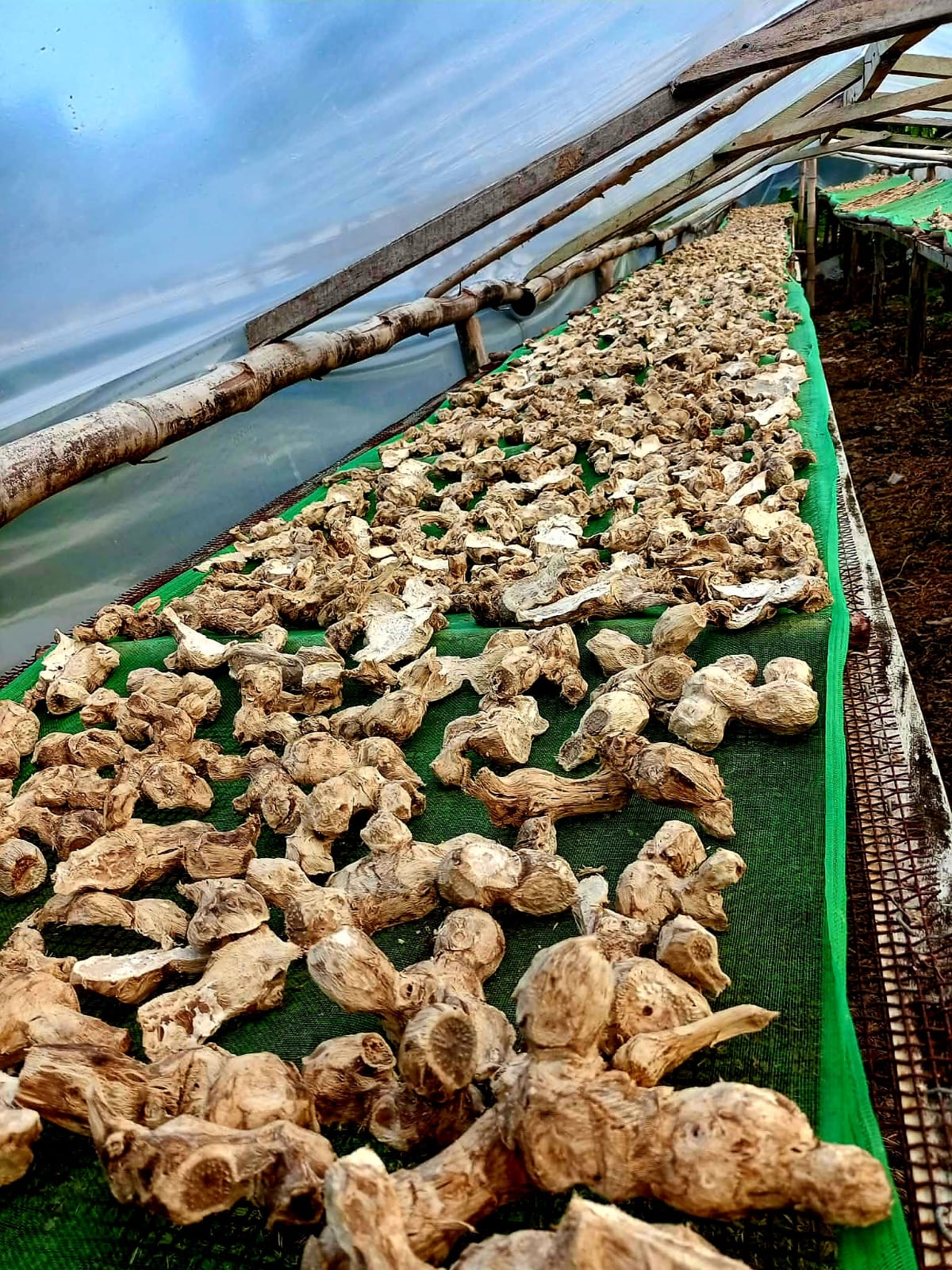 Northern Islands Kava — Premium Wholesale Kava Chips