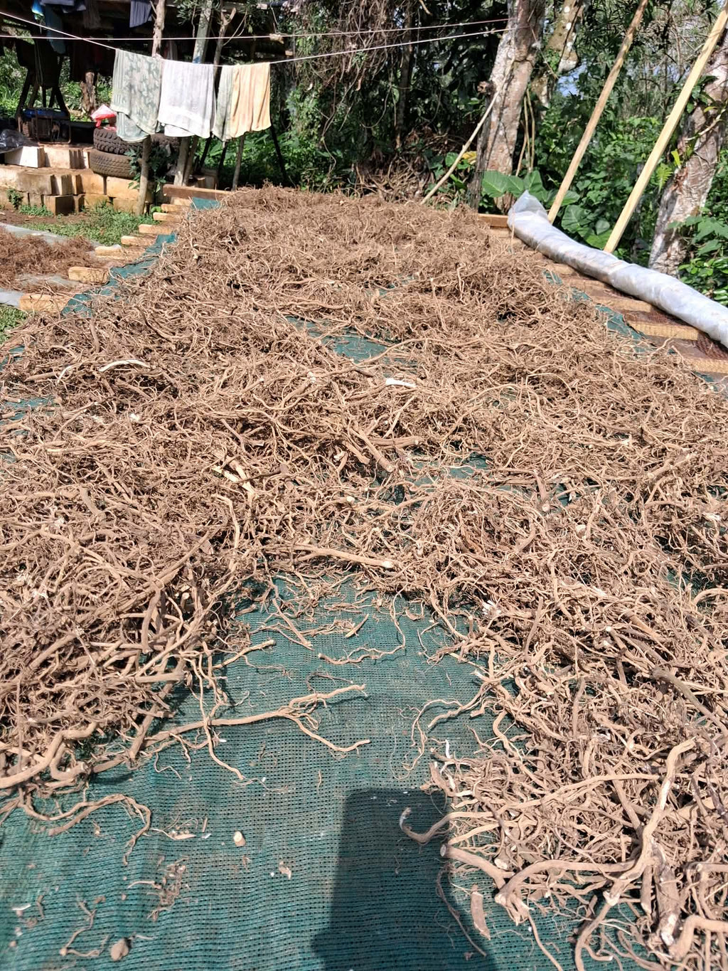 Northern Islands Kava — Premium Wholesale Kava Roots