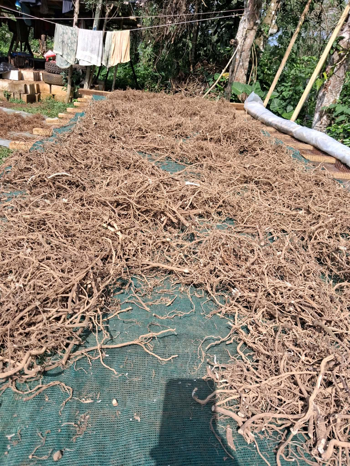 Northern Islands Kava — Premium Wholesale Kava Roots