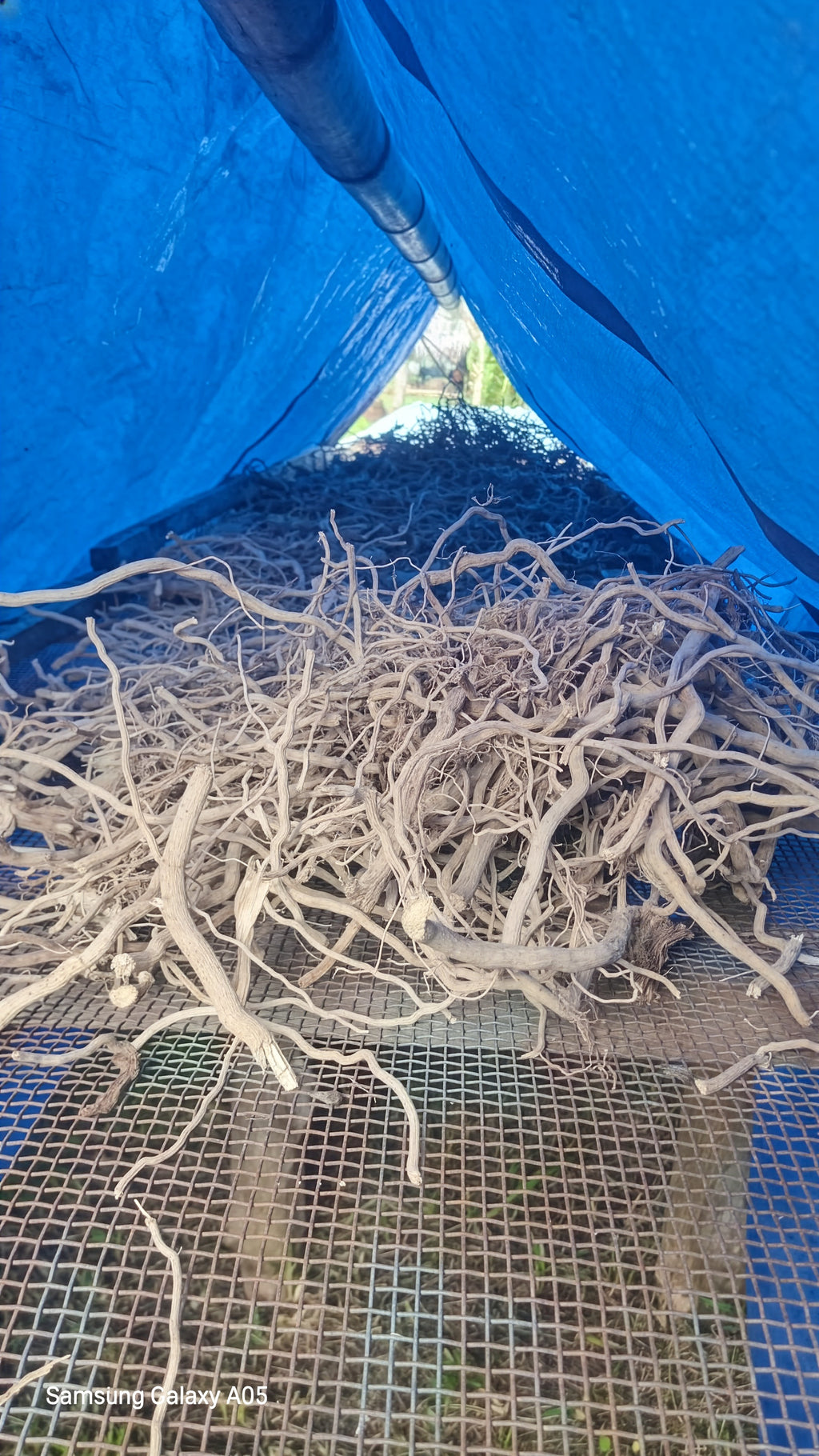 Northern Islands Kava — Premium Wholesale Kava Roots