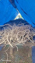 Northern Islands Kava — Premium Wholesale Kava Roots