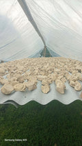 Northern Islands Kava — Premium Wholesale Kava Chips